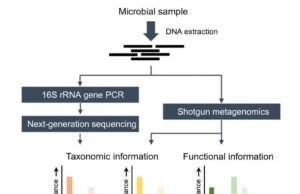 16S rRNA Sequencing vs. Metagenome Sequencing: A Guide for Selection 16s-rrna-sequencing-vs-metagenome-sequencing