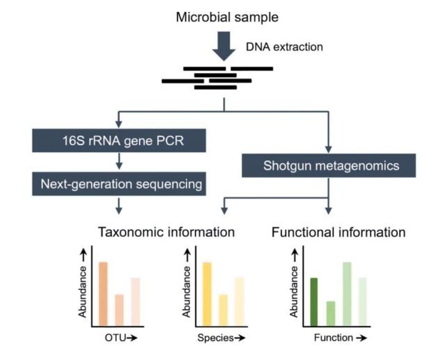 16s-rrna-sequencing-vs-metagenome-sequencing