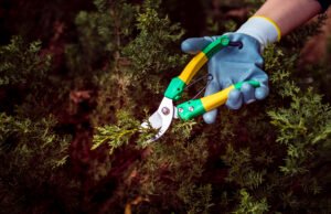 From Sod to Shade How Lawn and Tree Care Services Work Hand-in-Hand for a Thriving Yard