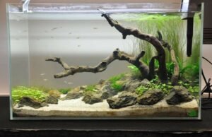 Freshwater Aquarium Guide: Build, Maintain, and Enjoy the Perfect Aquatic Setup freshwater aquarium