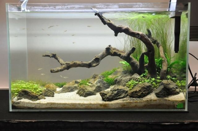 freshwater aquarium