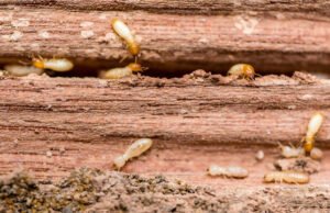 Is Termite Treatment Worth the Cost in Grand Prairie? Here’s the Truth Termite Treatment