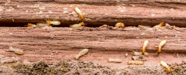 Termite Treatment