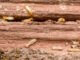 Is Termite Treatment Worth the Cost in Grand Prairie? Here’s the Truth Termite Treatment