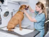 What Should You Look for When Choosing Affordable Pet Care Services? Pet Care