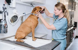 What Should You Look for When Choosing Affordable Pet Care Services? Pet Care