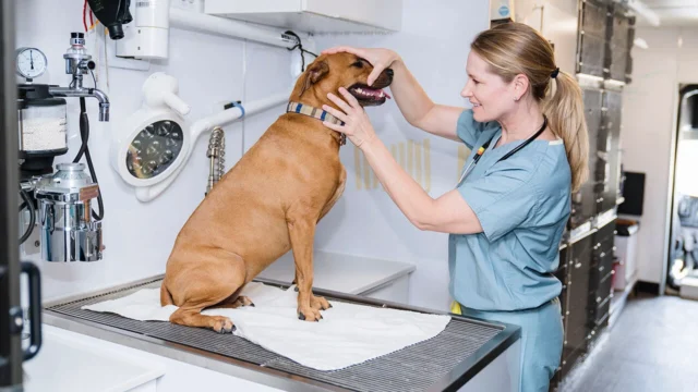 Pet Care