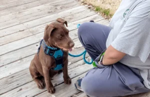 The Pros and Cons of Dog Board and Train Programs in Chicago dog board and train chicago