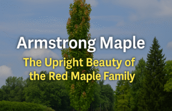 Armstrong Maple : The Upright Beauty of the Red Maple Family Armstrong Maple