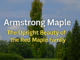 Armstrong Maple : The Upright Beauty of the Red Maple Family Armstrong Maple