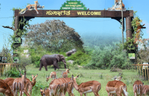 Bandipur National Park for Wildlife Enthusiasts: A Jungle Retreat Like No Other Bandipur National Park for wildlife enthusiasts