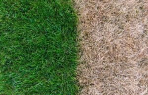 How Can Lawn Care Errors Damage Lawns in Dry Weather? Landscape Texas
