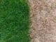 How Can Lawn Care Errors Damage Lawns in Dry Weather? Landscape Texas