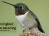 Hummingbird Spiritual Meaning And What It Symbolizes Hummingbird Spiritual Meaning And What It Symbolizes