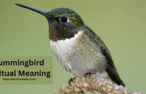 Hummingbird Spiritual Meaning And What It Symbolizes Hummingbird Spiritual Meaning And What It Symbolizes
