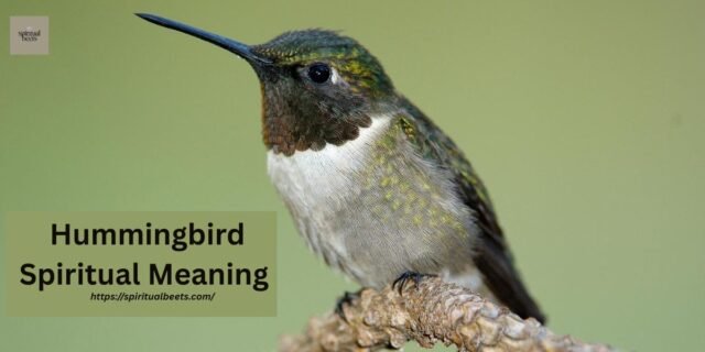 Hummingbird Spiritual Meaning And What It Symbolizes