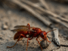 Red Dirt Dauber: Everything You Need to Know About This Solitary Wasp Red Dirt Dauber