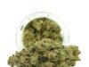 Hybrid Flower Benefits: Why Balanced Strains Are Perfect for Most Users hybrid flower online