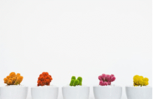 Your Home Is Now Plant Ready! Best Place To Buy Plants Online In Gurugram buy plants online Gurugram