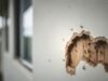 Unseen Threats, Real Damage: Why Termite Control Services Vaughan Are Essential Unseen Threats, Real Damage: Why Termite Control Services Vaughan Are Essential