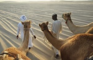 Cultural Camel Race Tour – Discover Qatar’s Timeless Desert Tradition Cultural camel race tour