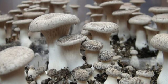 culture de champignons