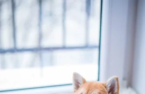 Pet Shop Online: Everything Your Pet Needs Delivered to Your Door