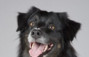 Pet Food Online Store: Convenient, Affordable Nutrition for Pets