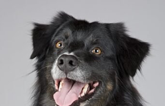 Pet Food Online Store: Convenient, Affordable Nutrition for Pets