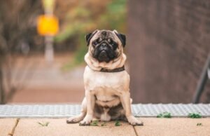 Online Pet Store: One-Stop Destination for All Pet Essentials