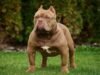 A Complete Guide to the Most Aggressive Dog Breeds and What Makes Them Dangerous