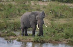 Tanzania Safari Package: Explore Africa’s Best Wildlife Adventures