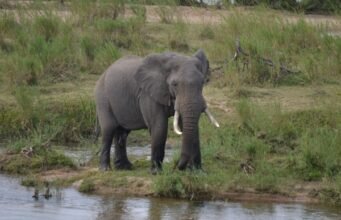 Tanzania Safari Package: Explore Africa’s Best Wildlife Adventures