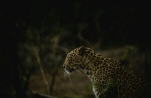 Best Time to Visit Gir National Park: A Complete Seasonal Guide