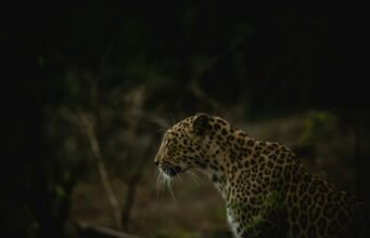 Best Time to Visit Gir National Park: A Complete Seasonal Guide