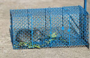 Effective Guide to Removing Wildlife from Backyard removing wildlife from backyard