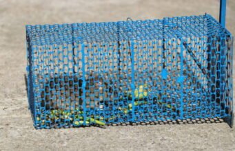 Effective Guide to Removing Wildlife from Backyard removing wildlife from backyard