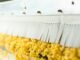 Everything You Need to Know About Pasta Making Machines: Easy Guide