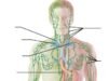 Understanding Lymphatic Circulation’s Role in Your Body