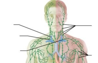 Understanding Lymphatic Circulation’s Role in Your Body