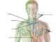 Understanding Lymphatic Circulation’s Role in Your Body