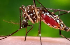 This Is What Happens When You Don’t Call a Mosquito Exterminator in Georgetown mosquito exterminator in Georgetown