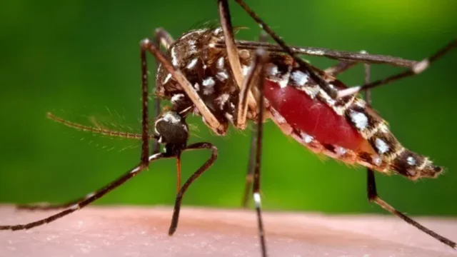 mosquito exterminator in Georgetown