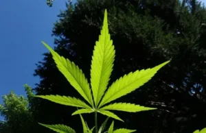 Understanding the Origins and Cultural Significance of Cannabis organic