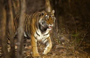 Ranthambore Tour Guide – Best Time, Safari Tips & Travel Itinerary ranthambore tour