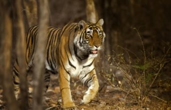Ranthambore Tour Guide – Best Time, Safari Tips & Travel Itinerary ranthambore tour