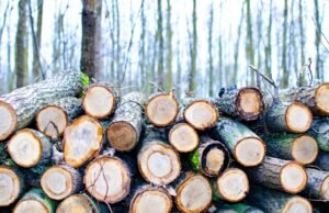 Billig ved i Stockholm – Så hittar du rätt ved till rätt pris med hemleverans Billig ved i Stockholm