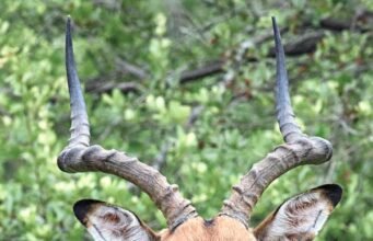 Zanzibar Safari Tour: The Ultimate Beach and Wildlife Adventure