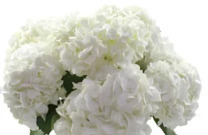 Flower Bouquets: A Blooming Expression of Emotions – Compassion Flowers